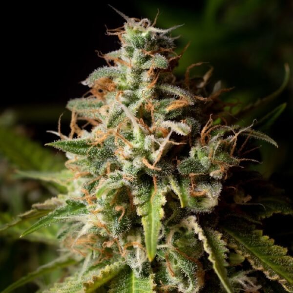 Green Crack Feminized