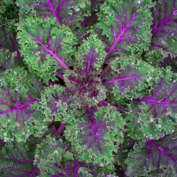 Kale - Red Russian seed