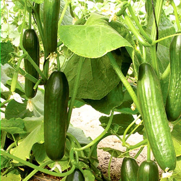 Cucumber - Beit Alpha (Lebanese) seeds