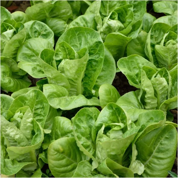 Lettuce - Little Gem (Mini Cos) seeds